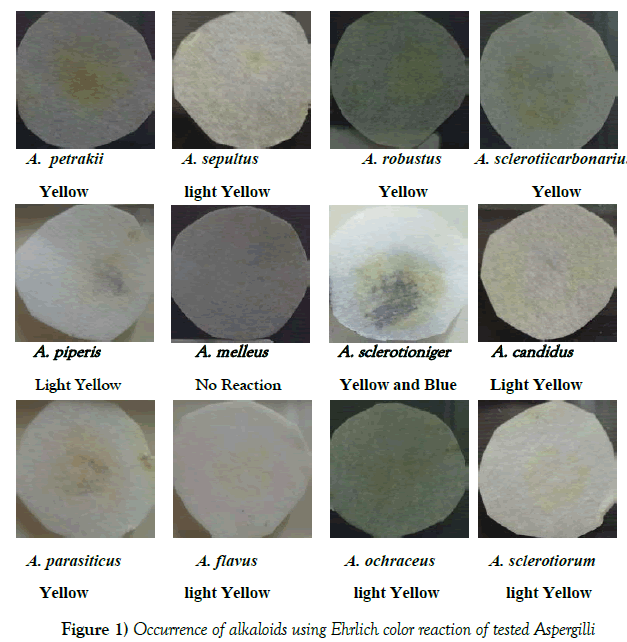 experimental-clinical-microbiology-Ehrlich-color