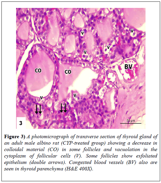 experimental-medicine-biology-albino-rat