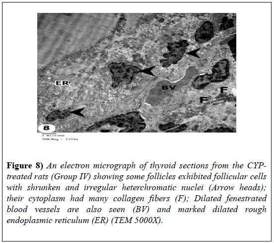 experimental-medicine-biology-collagen-fibers