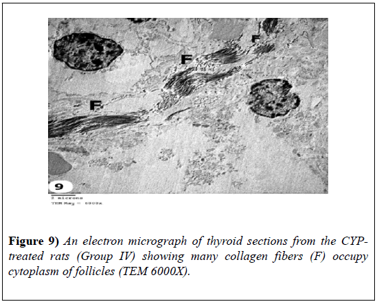 experimental-medicine-biology-cytoplasm-follicles