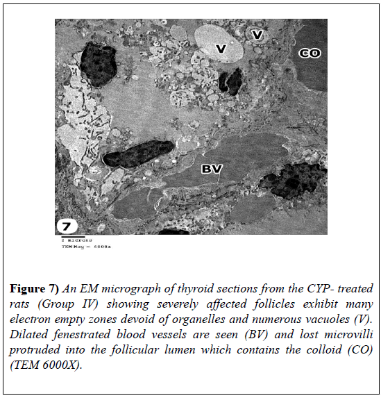 experimental-medicine-biology-electron-empty-zones