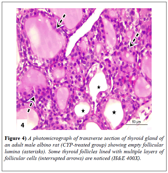 experimental-medicine-biology-follicular-lumina