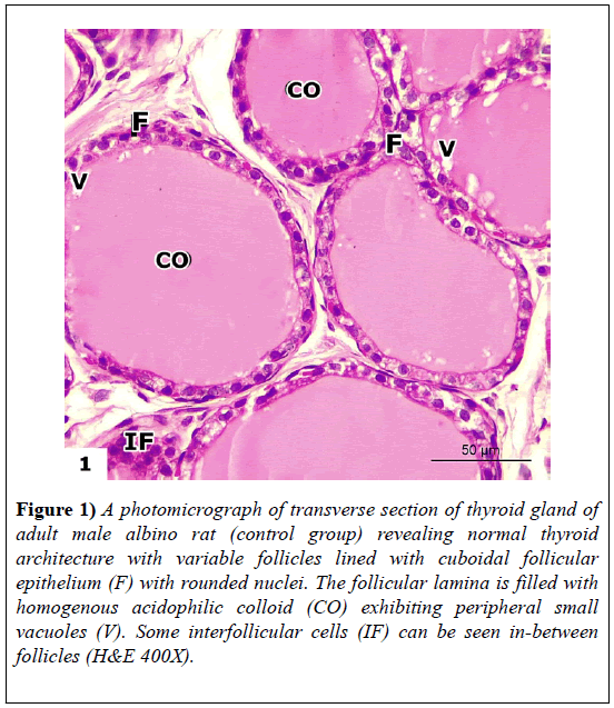 experimental-medicine-biology-photomicrograph