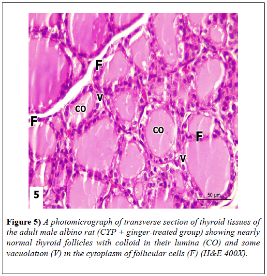 experimental-medicine-biology-thyroid-follicles