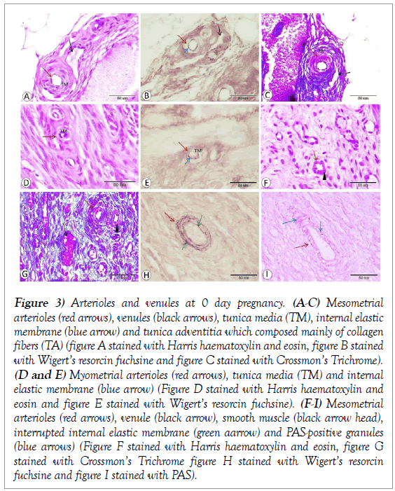 histology-histopathology-research-arterioles-venules-pregnancy