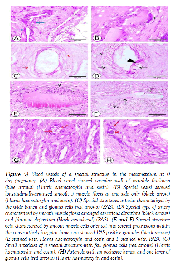 histology-histopathology-research-blood-vessels-mesometrium