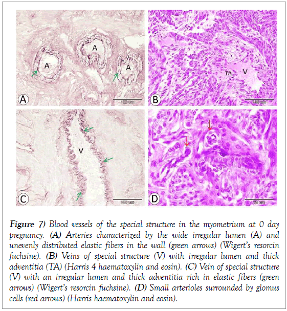 histology-histopathology-research-blood-vessels-mesometrium