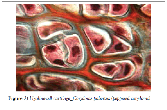 histology-histopathology-research-cartilage-corydoras