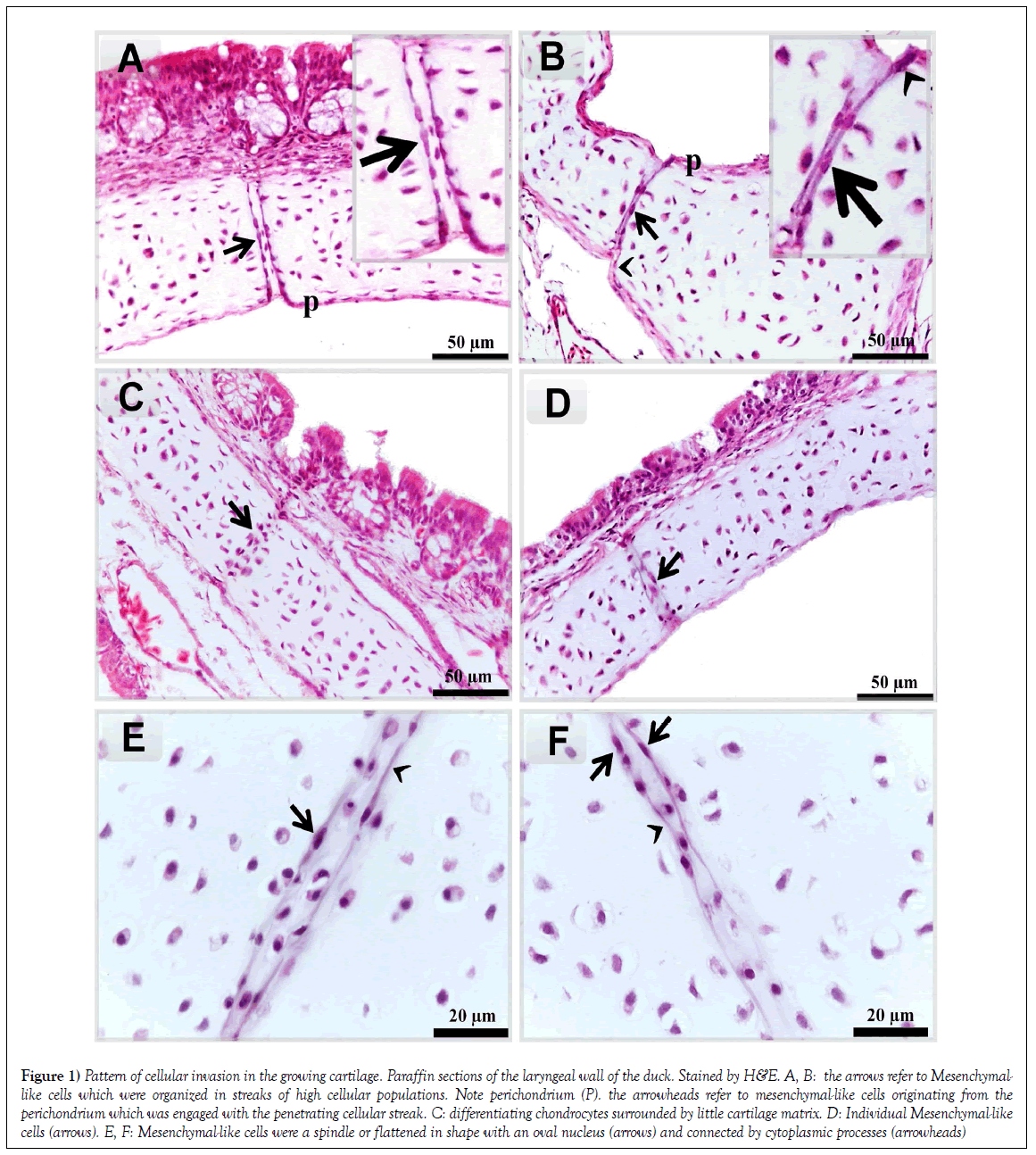 histology-histopathology-research-cellular-cartilage-paraffin