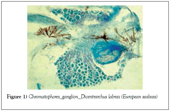 histology-histopathology-research-chromatophores-dicentrarchus