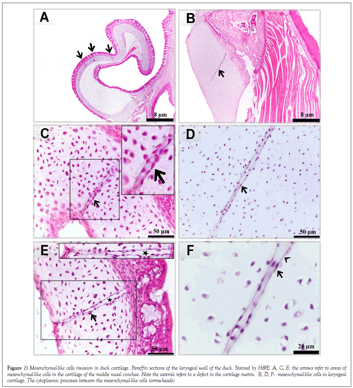 histology-histopathology-research-duck-cartilage-paraffin