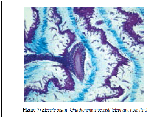 histology-histopathology-research-electric-gnathonemus