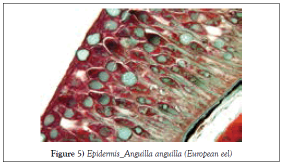 histology-histopathology-research-epidermis