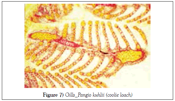 histology-histopathology-research-gills-pangio