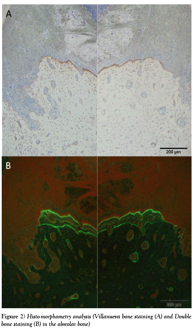 histology-histopathology-research-histo-morphometry