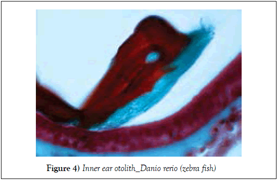 histology-histopathology-research-inner-ear