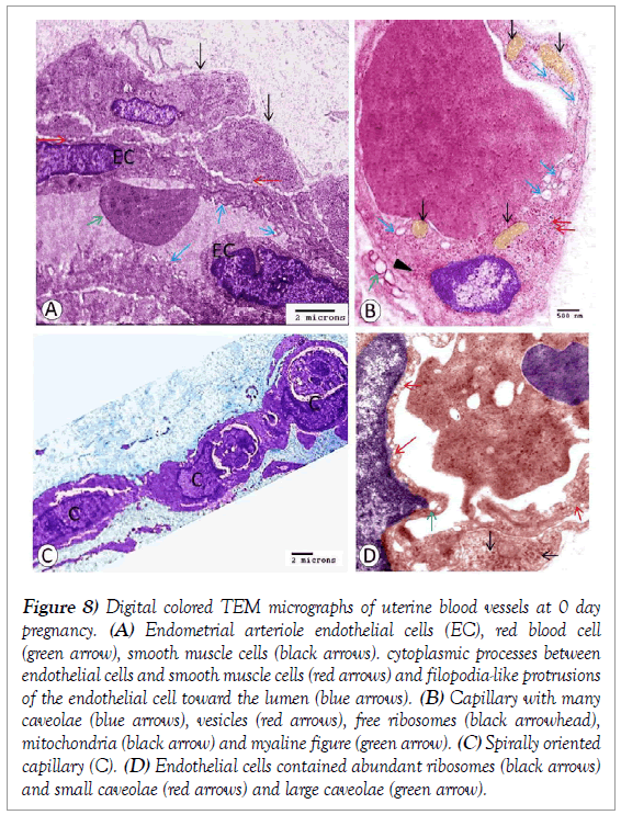 histology-histopathology-research-micrographs-uterine-blood