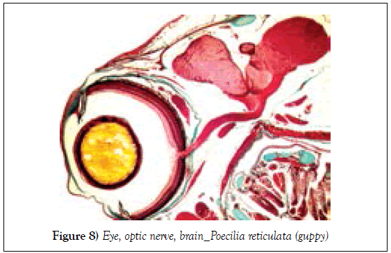 histology-histopathology-research-nerve-brain