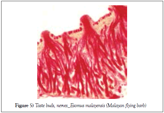 histology-histopathology-research-nerves-esomus