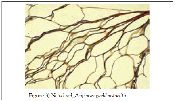 histology-histopathology-research-notochord-acipenser