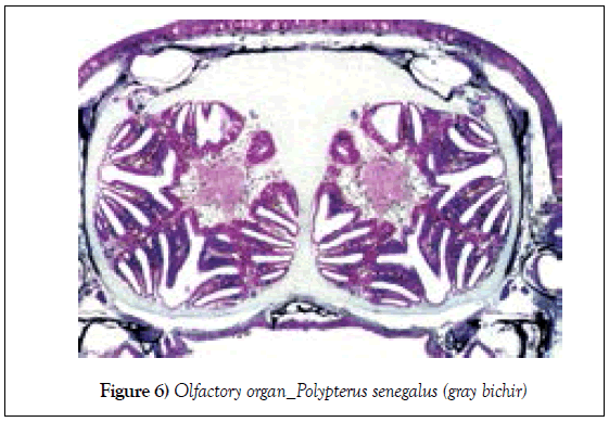 histology-histopathology-research-olfactory-organ