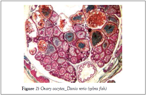 histology-histopathology-research-ovary-danio