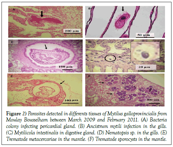 histology-histopathology-research-parasites-tissues