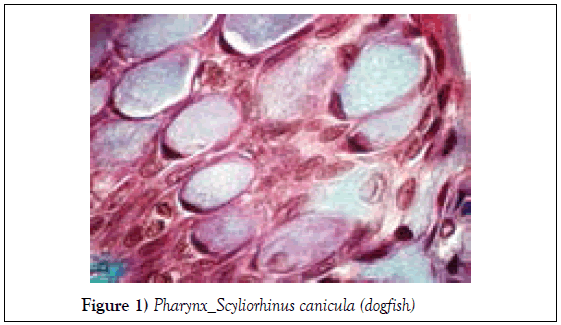 histology-histopathology-research-pharynx-scyliorhinus