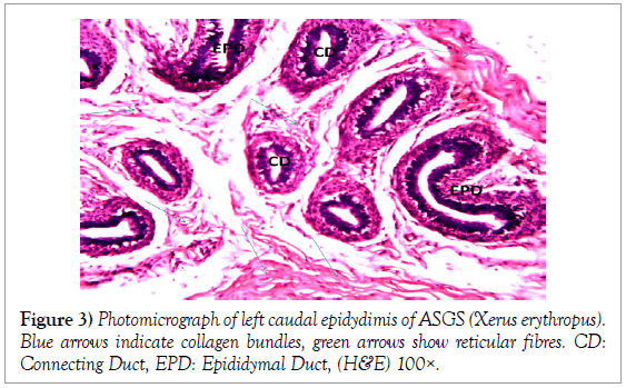 histology-histopathology-research-photomicrograph-caudal-epididymis