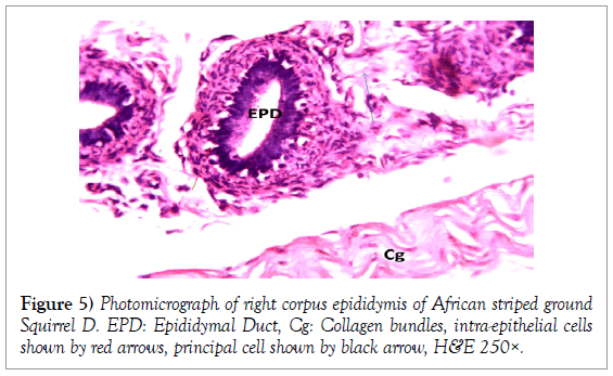 histology-histopathology-research-photomicrograph-corpus-epididymis