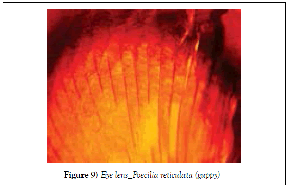 histology-histopathology-research-poecilia