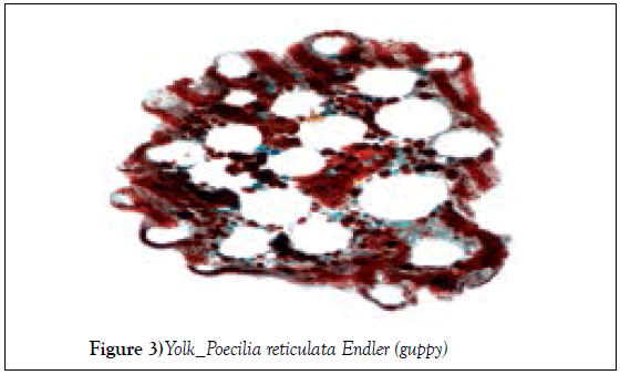 histology-histopathology-research-poecilia-endler