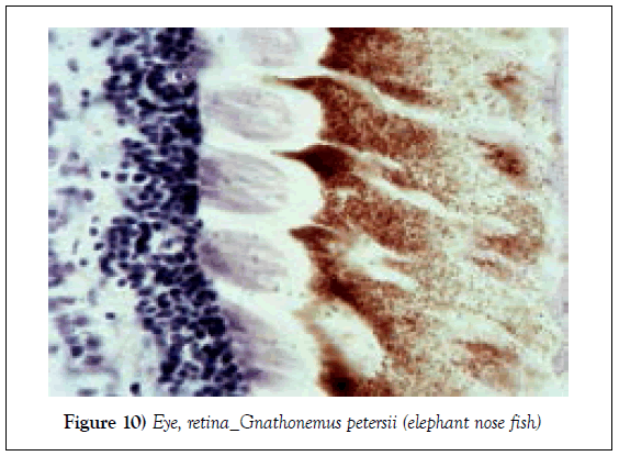 histology-histopathology-research-retina-petersii