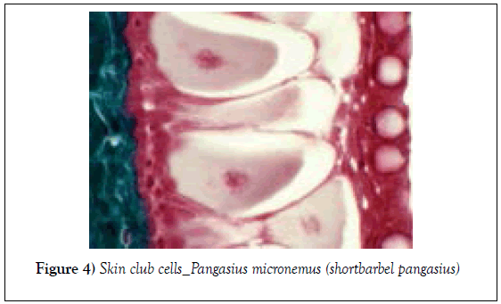 histology-histopathology-research-skin-club