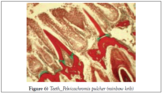 histology-histopathology-research-teeth-pelvicachromis