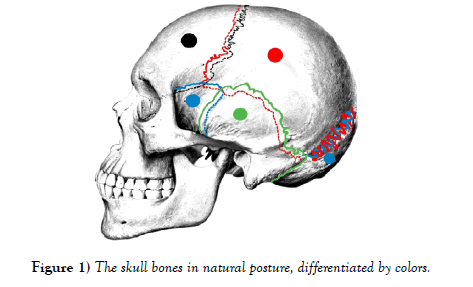 international-journal-anatomical-variations-posture