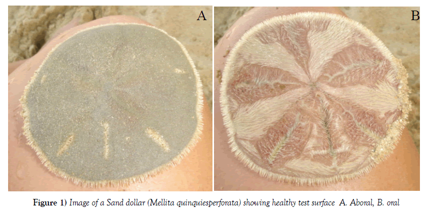 marine-microbiology-Sand-dollar