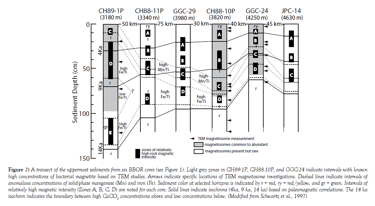 marine-microbiology-uppermost-sediments