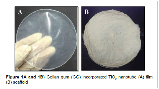 microbiology-biotechnology-reports-nanoparticles-film-scaffold