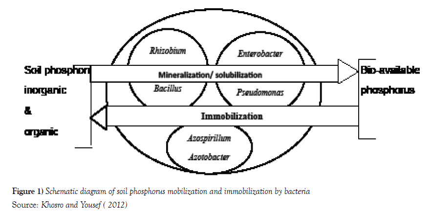 microbiology-biotechnology-reports-phosphorus-mobilization-immobilization