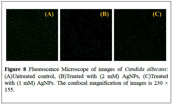 nanoscience-nanomedicine-Fluorescence-Microscope