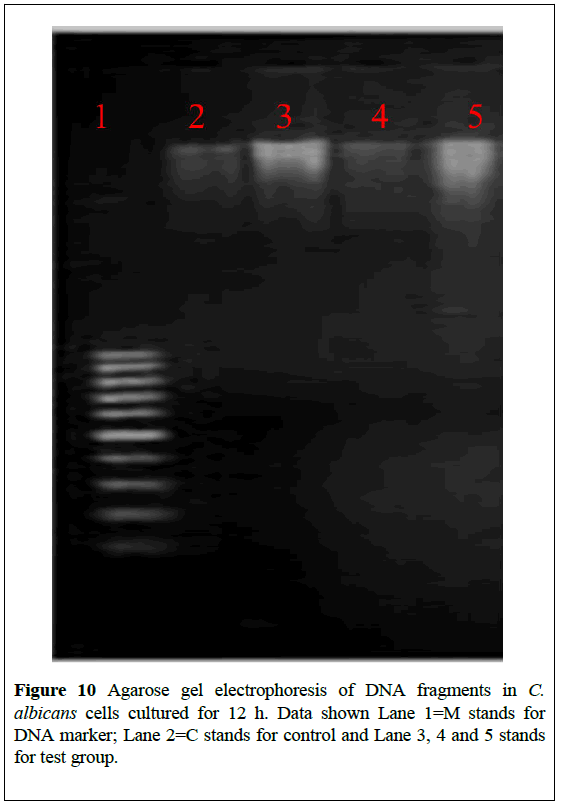 nanoscience-nanomedicine-gel-electrophoresis