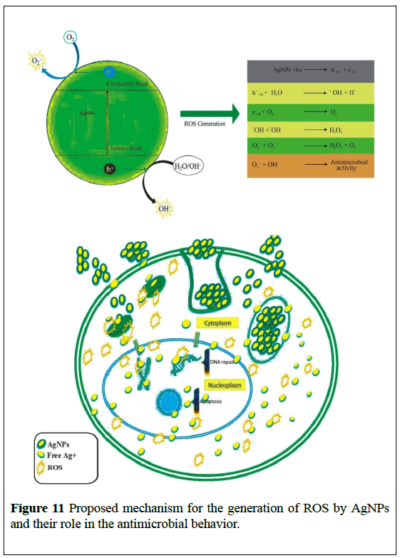 nanoscience-nanomedicine-generation-ROS