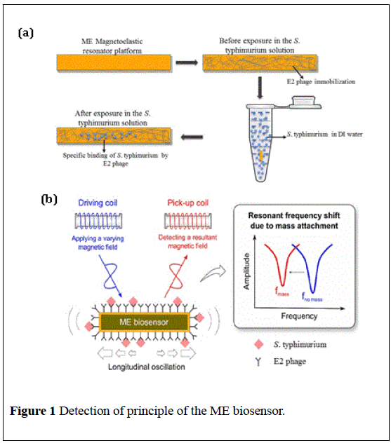 nanotechnology-letters-ME-biosensor