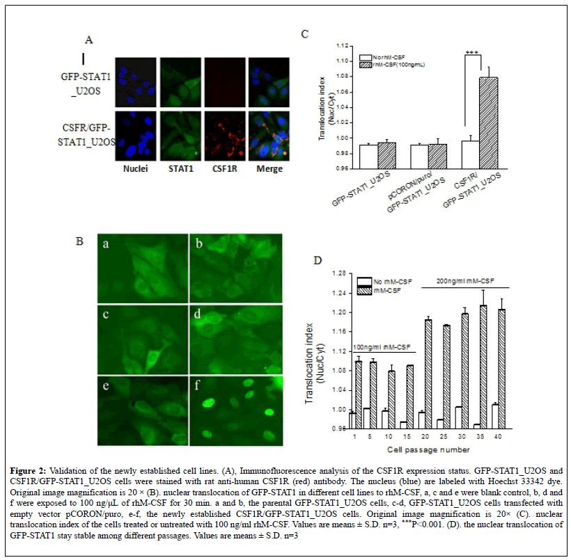 pharmacology-research-immunofluorescence