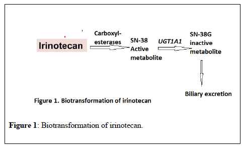 pharmacology-toxicology-irinotecan