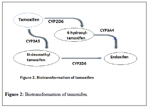 pharmacology-toxicology-tamoxifen