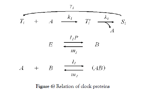 pure-applied-mathematics-clock-proteins