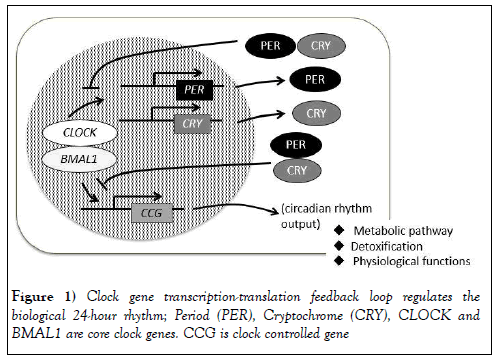 skin-transcription