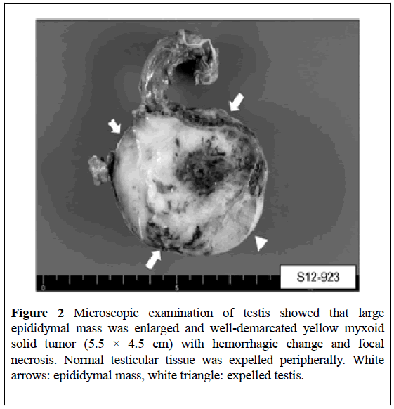 surgical-research-Microscopic-examination